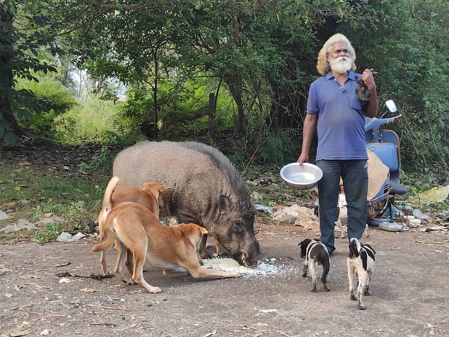 <div class="paragraphs"><p>ರೂಬೆನ್ ಬಡಿಸಿದ ಅನ್ನ ಸೇವೆಸುತ್ತಿರುವ ಕಾಡುಹಂದಿ ಮತ್ತು ನಾಯಿಗಳು</p></div>