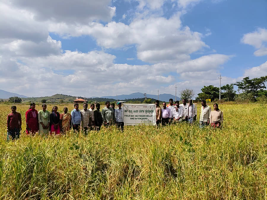 ಭೂಮಿ ಸುಸ್ಥಿರ ಅಭಿವೃದ್ಧಿ ಸಂಸ್ಥೆ ಹಾಗೂ ನಬಾರ್ಡ್ ಸಹಯೋಗದಲ್ಲಿ ಕಡೂರು ತಾಲ್ಲೂಕಿನ ಲಕ್ಷ್ಮೀಪುರದ ರೈತ ಮಹಿಳೆ ನಾಗಮ್ಮ ಅವರ ಜಮೀನಿನಲ್ಲಿ ರಾಗಿ ಮತ್ತು ಅಂತರ ಬೆಳೆ ಕ್ಷೇತ್ರೋತ್ಸವ ಕಾರ್ಯಕ್ರಮ ಶುಕ್ರವಾರ ನಡೆಯಿತು
