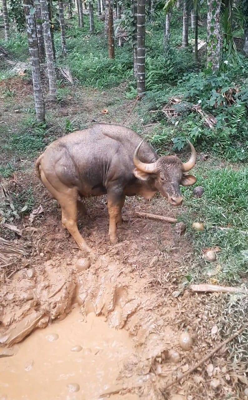 ಶಿರಸಿಯ ಗ್ರಾಮೀಣ ಪ್ರದೇಶದ ತೋಟದ ಬಾವಿಗೆ ಬಿದ್ದಿದ್ದ ಕಾಡುಕೋಣವನ್ನು ರಕ್ಷಿಸಿರುವುದು