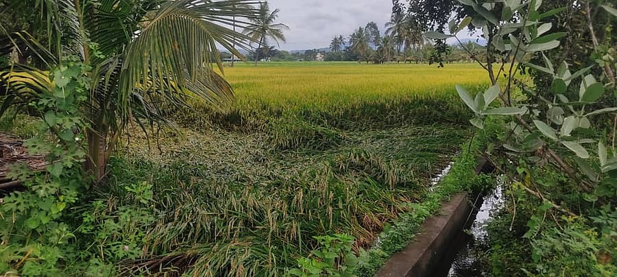 ಶುಕ್ರವಾರ ಸುರಿದ ಮಳೆಗೆ ಯಳಂದೂರು ತಾಲೂಕಿನ ಉಪ್ಪಿನ ಮೊಳೆ ಸಮೀಪದ ಭತ್ತದ ಫಸಲು ಭಾಗಿರುವುದು