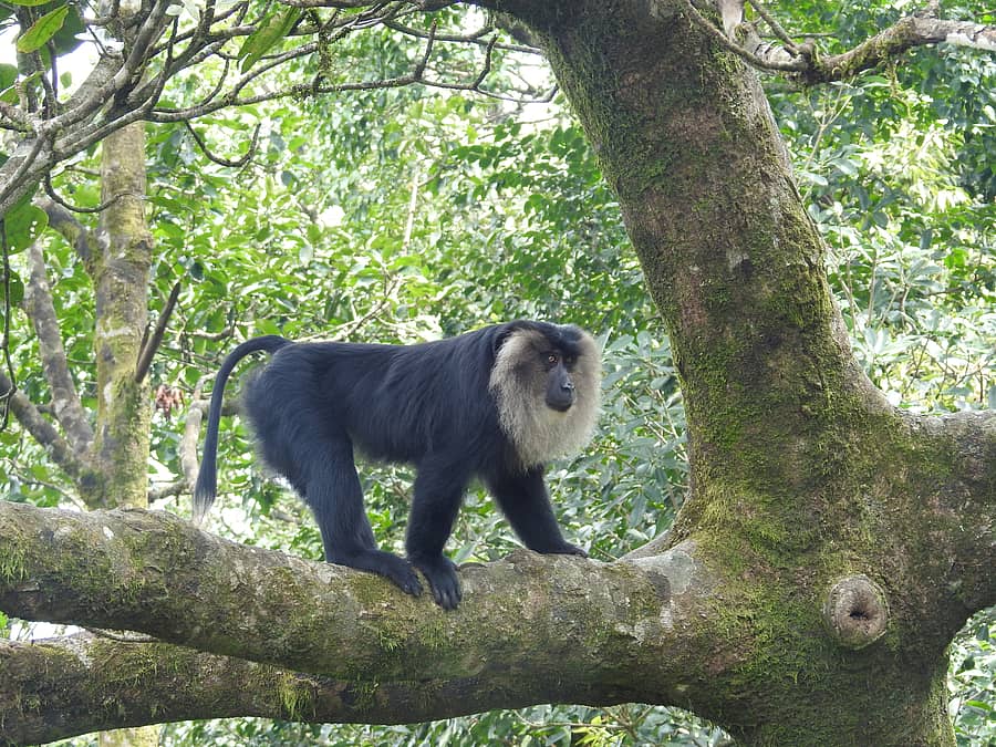 <div class="paragraphs"><p>ಸಿಂಗಳಿಕ</p></div>