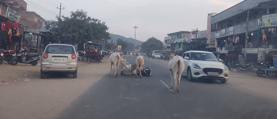 ಜಾಲಹಳ್ಳಿ ಪಟ್ಟಣದಲ್ಲಿ ಭಾನುವಾರ ಸಂಜೆ ಅಂಬೇಡ್ಕರ್ ವೃತ್ತದ ಬಳಿ ರಾಜ್ಯ ಹೆದ್ದಾರಿ ಮಧ್ಯೆ ಬಿಡಾಡಿ ದನಗಳು ರಸ್ತೆ ಮೇಲೆ ಕುಳಿತಿರುವುದು