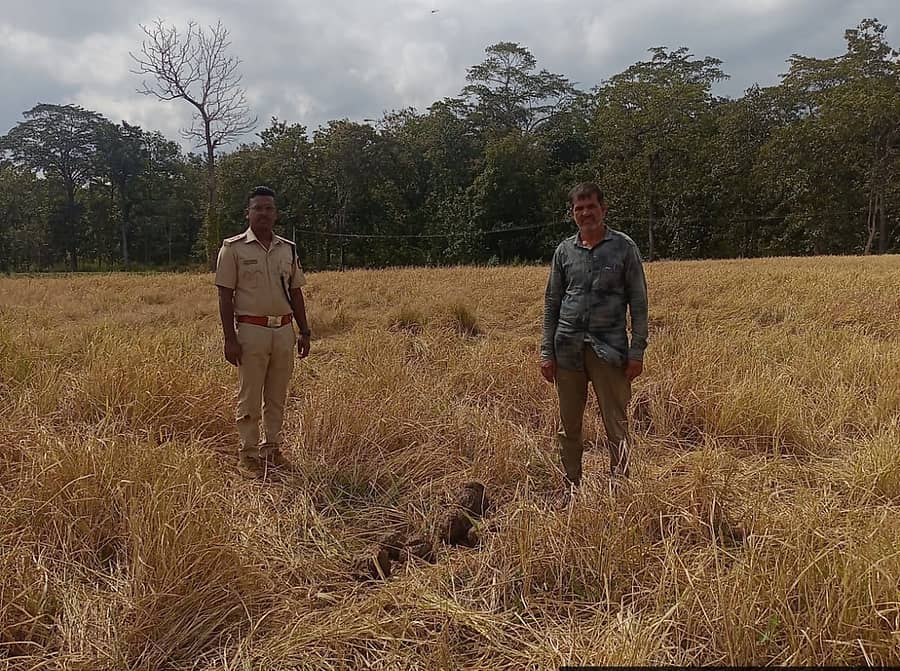 ಮುಂಡಗೋಡ ತಾಲ್ಲೂಕಿನ ಬ್ಯಾನಳ್ಳಿ ಅರಣ್ಯ ಪ್ರದೇಶದ ಭತ್ತದ ಗದ್ದೆಯಲ್ಲಿ ಕಾಡಾನೆಗಳು ಸಂಚರಿಸಿದ್ದರಿಂದ ಬೆಳೆ ಹಾನಿ ಆಗಿರುವುದು