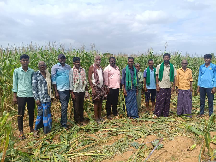 ಹನೂರು ತಾಲ್ಲೂಕಿನ ವಿ.ಎನ್ ದೊಡ್ಡಿ ಗ್ರಾಮದ ರೈತ ಕದರಯ್ಯ ಅವರ ಜಮೀನಿನಲ್ಲಿ ಕಾಡಾನೆ ದಾಳಿಯಿಂದ ಜೋಳದ ಫಸಲು ನಾಶವಾಗಿದೆ