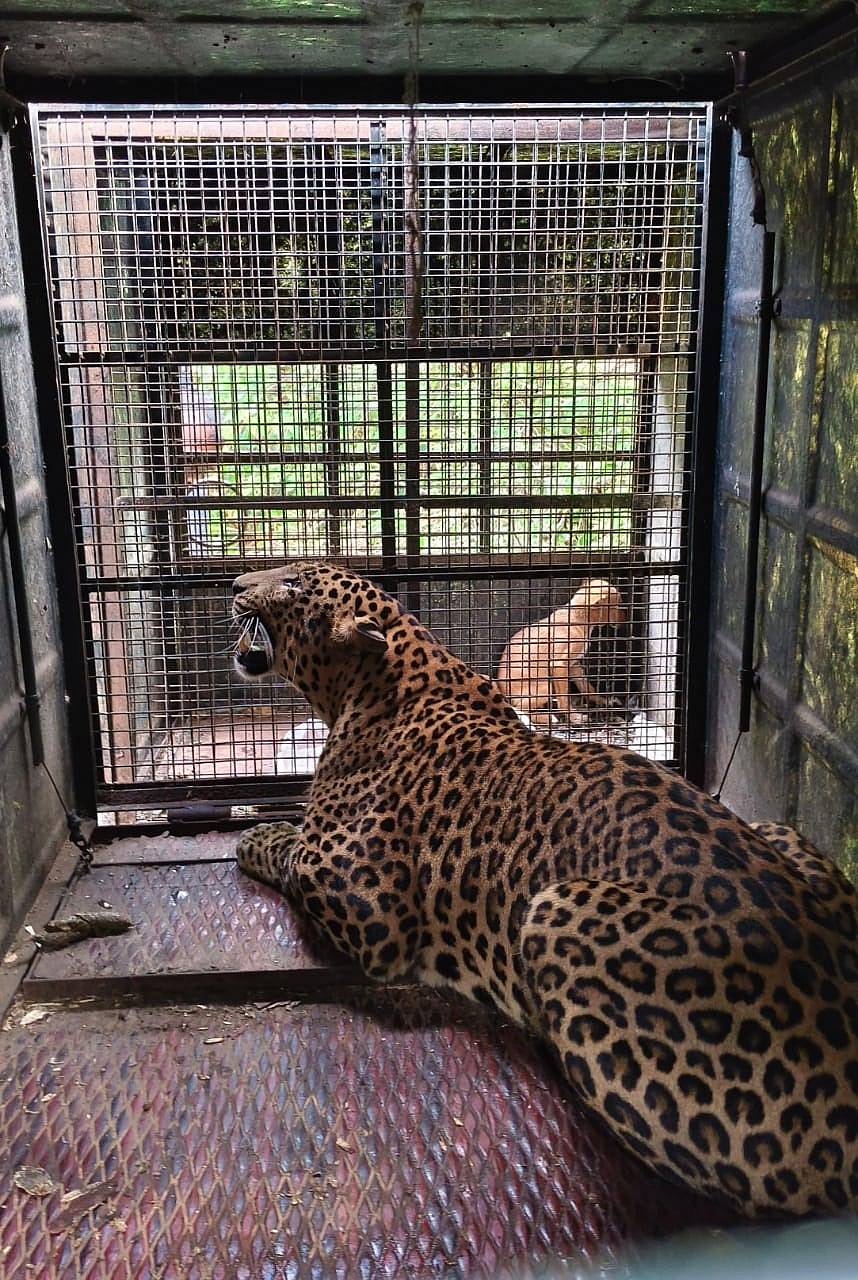 ಗುಂಡ್ಲುಪೇಟೆ ತಾಲ್ಲೂಕಿನ ಬಂಡೀಪುರ ಅಭಯಾರಣ್ಯದ ಬಫರ್ ಜೋನ್ ವಲಯ ವ್ಯಾಪ್ತಿಯ ತಗ್ಗಲೂರು ಗ್ರಾಮದಲ್ಲಿ ಬೋನಿಗೆ ಸೆರೆಯಾದ ಚಿರತೆ.