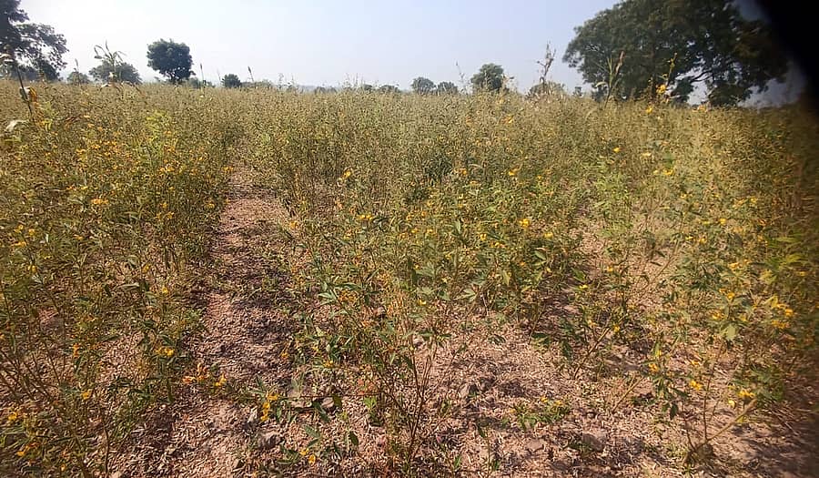 ಹುಣಸಗಿ ತಾಲ್ಲೂಕಿನ ಗುಂಡಲಗೇರಾ ಗ್ರಾಮದಲ್ಲಿ ಮಂಜಿನಿಂದಾಗಿ ತೊಗರಿ ಹೂಗಳು ಉದುರಿದ ತೊಗರಿ