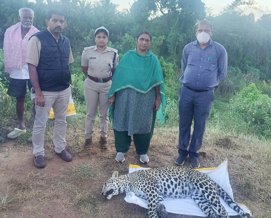 ಮಾಗಡಿ ತಾಲ್ಲೂಕಿನ ಚಂದೂರಾಯನಹಳ್ಳಿ ಶ್ರೀನಿವಾಸ ತೋಟದಲ್ಲಿ ಗಂಡು ಚಿರತೆ ಕೆಳಗೆ ಬಿದ್ದು ಸಾವನ್ನಪಿರುವುದು