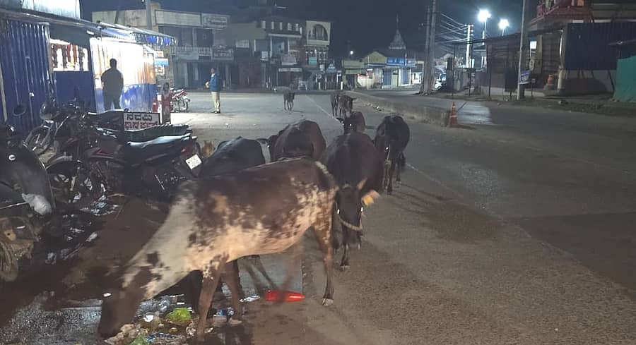ನರಸಿಂಹರಾಜಪುರ ಪಟ್ಟಣದ ವ್ಯಾಪ್ತಿಯಲ್ಲಿ ರಾತ್ರಿ ವೇಳೆ ಬೀಡು ಬಿಟ್ಟಿರುವ ದನಗಳು