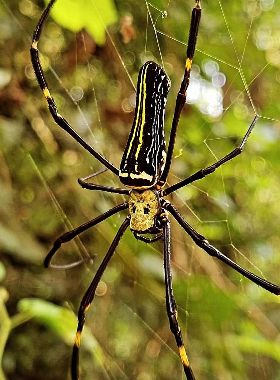 ಜೈಂಟ್ವುಡ್ ಸ್ಪೈಡರ್
ಚಿತ್ರ: ಸಂಗಮೇಶ ಕಡಗದ