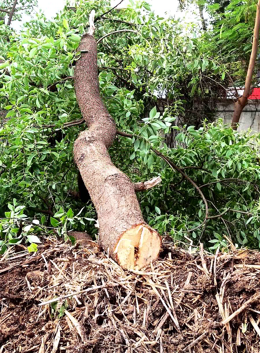 ನಾಯಕನಹಟ್ಟಿ ಹೋಬಳಿಯ ಅಬ್ಬೇನಹಳ್ಳಿ ಗ್ರಾಮದ ಗೌಡರ ಹಾಲಪ್ಪ ಅವರ ಜಮೀನಿನಲ್ಲಿ ಬೆಳೆದಿದ್ದ ಶ್ರೀಗಂಧದ ಮರವನ್ನು ಕಳ್ಳರು ಕತ್ತರಿಸಿರುವುದು