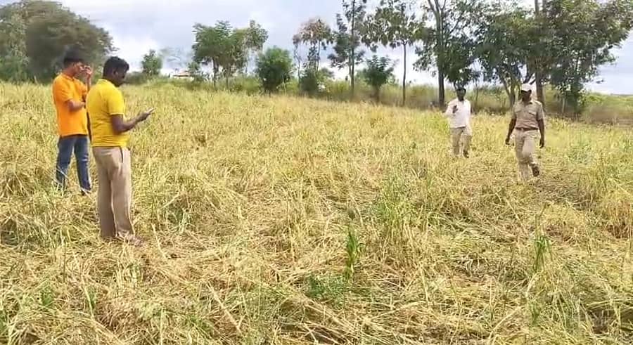 ಆನೇಕಲ್ ತಾಲ್ಲೂಕಿನ ಲಕ್ಷ್ಮಿಪುರದಲ್ಲಿ ಕಾಡಾನೆಗಳ ದಾಳಿಯಿಂದ ರಾಗಿ ಬೆಳೆ ನಾಶವಾಗಿರುವುದು