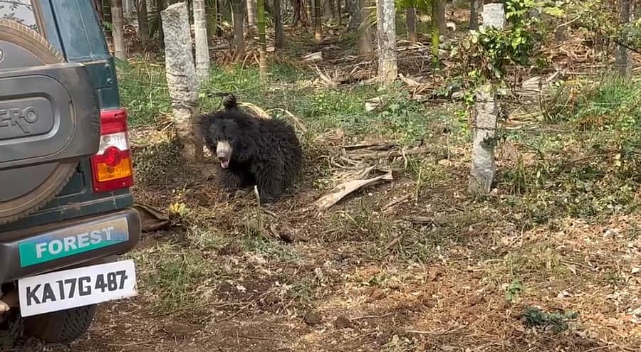 ಶಾಂತಿಸಾಗರ ಬಳಿ ಉರುಳಿಗೆ ಬಿದ್ದ ಕರಡಿ