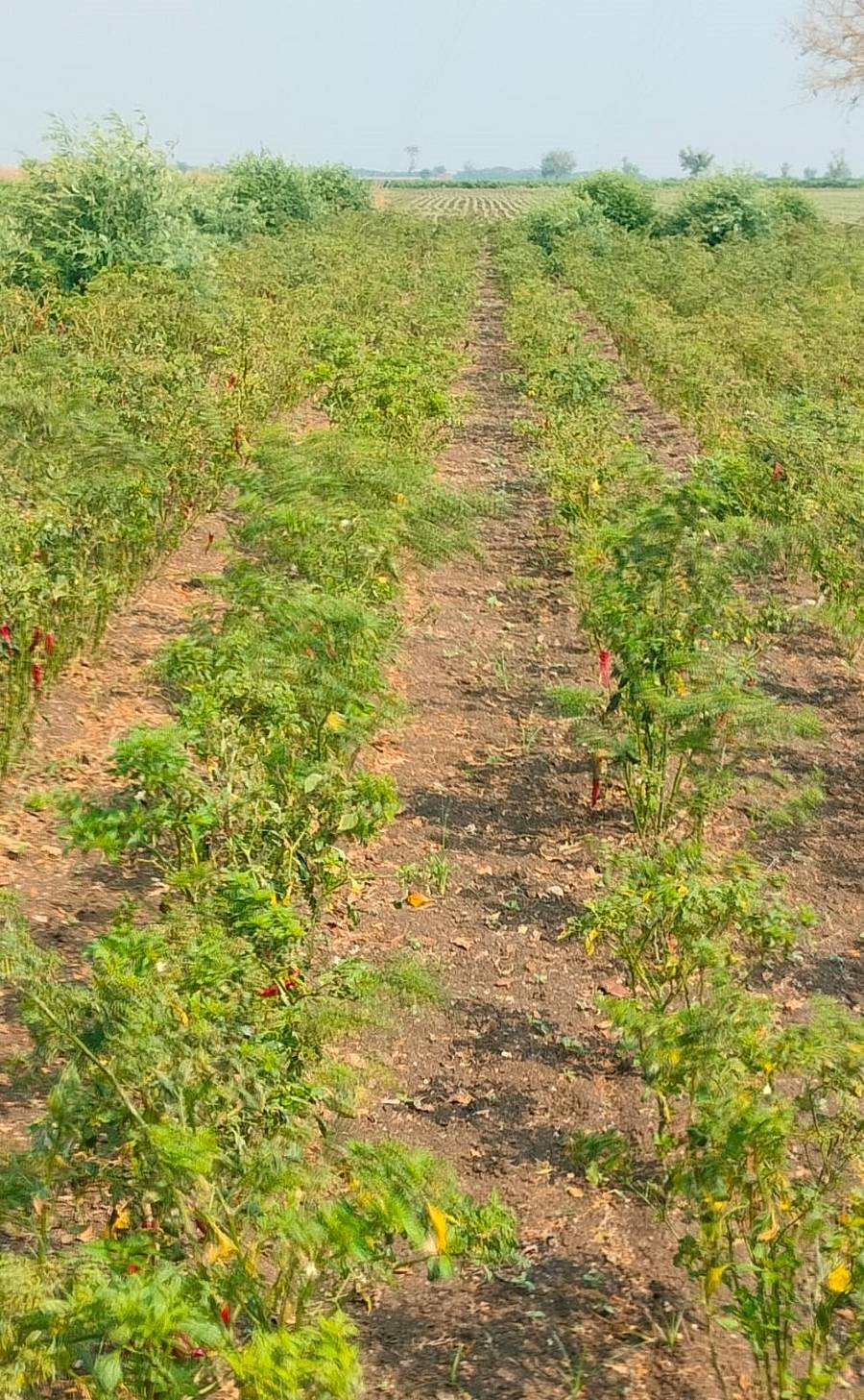 ಲಕ್ಷ್ಮೇಶ್ವರ ತಾಲ್ಲೂಕಿನ ರಾಮಗೇರಿ ಗ್ರಾಮದ ಹೊಲವೊಂದರಲ್ಲಿ ಬೆಳೆದಿರುವ ಮೆಣಸಿನಕಾಯಿ ಗಿಡಗಳಿಗೆ ಎಲೆ ಮುಟುರು ರೋಗ ಬಂದ ಹಿನ್ನೆಲೆಯಲ್ಲಿ ಕಾಯಿ ಬಿಟ್ಟಿಲ್ಲ