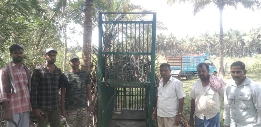 <div class="paragraphs"><p><strong>ಬೆಳಗನಹಳ್ಳಿ ಗ್ರಾಮದ ಸೋಮಶೇಖರ್ ರವರ ತೋಟದ ಮನೆಗೆ ಚಿರತೆ ಬಂದಿರುವುದರಿಂದ ಅರಣ್ಯ ಇಲಾಖಾ ಸಿಬ್ಬಂದಿ ಭೋನನ್ನು ಇಟ್ಟಿರುವುದು</strong></p></div>