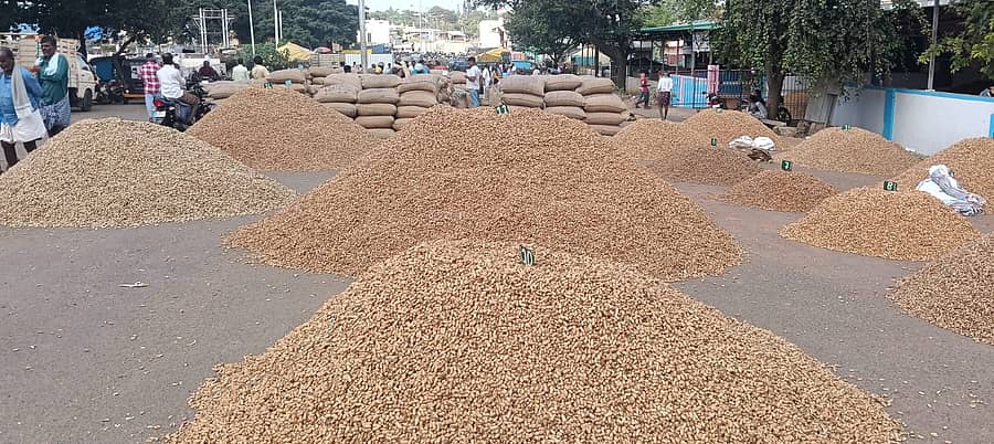 ಚಿತ್ರದುರ್ಗ ಎಪಿಎಂಸಿ ಮಾರುಕಟ್ಟೆಗೆ ಬಂದಿರುವ ಶೇಂಗಾ ಆವಕ