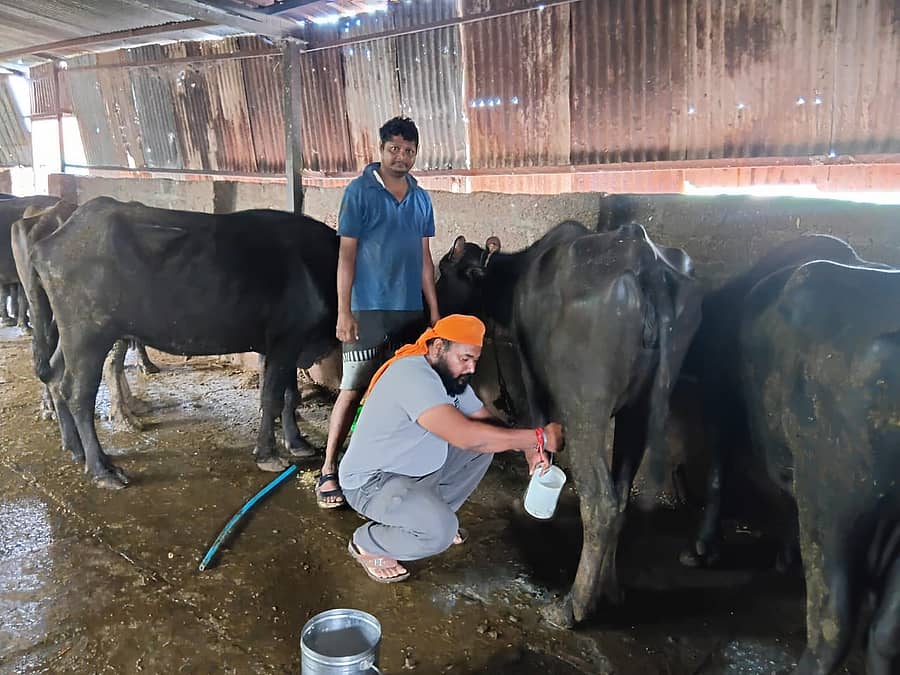 ಹಾಲು ಕರಿಯುತ್ತಿರುವ ರೈತ