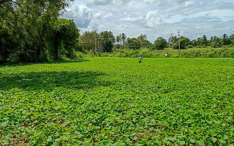ದಾವಣಗೆರೆಯ ರೈತ ಗಂಗಾಧರ್ ಅವರ ತೋಟ –ಪ್ರಜಾವಾಣಿ ಚಿತ್ರ