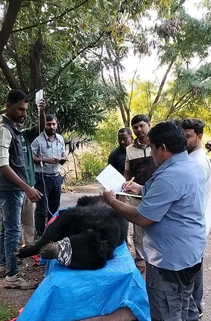 ಸಂಡೂರು ತಾಲ್ಲೂಕಿನ ತೋರಣಗಲ್ಲು ಜೆಎಸ್‌ಡಬ್ಲ್ಯೂ ಟೌನ್‌ಶಿಪ್‌ನಲ್ಲಿ ಹಲವಾರು ದಿನಗಳಿಂದ ಕಾಣಿಸಿಕೊಳ್ಳುತ್ತಿದ್ದ ಕರಡಿಯನ್ನು ಮಂಗಳವಾರ ಸೆರೆ ಹಿಡಿಯಲಾಗಿದೆ.