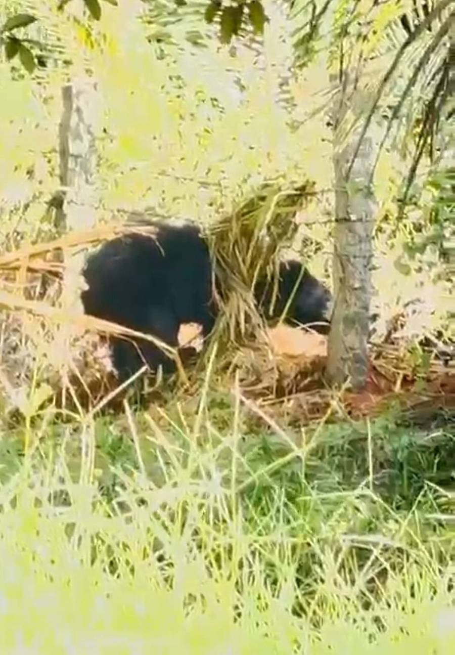 ಮುಳ್ಳು ತಂತಿಗೆ ಸಿಲುಕಿಕೊಂಡಿದ್ದ ಕರಡಿ