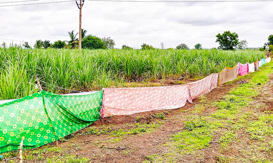 ಹುಲಸೂರ ತಾಲ್ಲೂಕಿನ ಮೀರಖಲ ಗ್ರಾಮದ ಕಬ್ಬಿನ ಹೊಲದ ಸುತ್ತ ಸೀರೆ ಕಟ್ಟಿರುವುದು