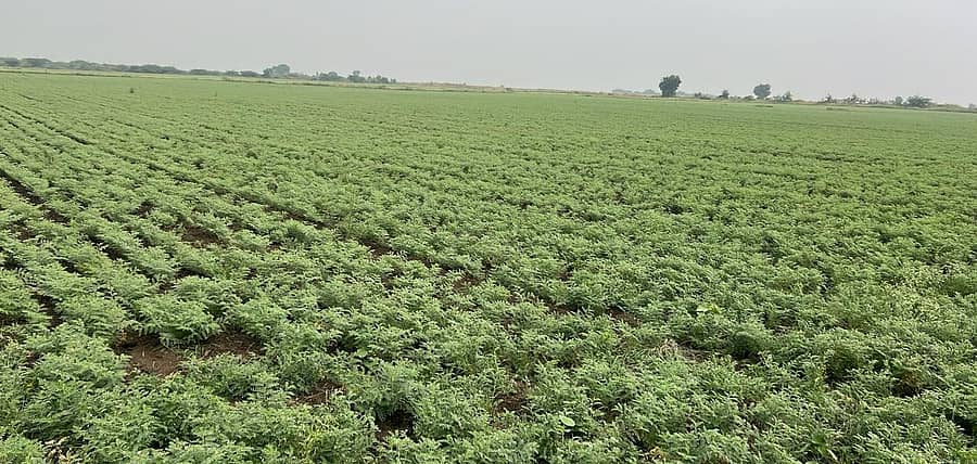 ಹಿರಿಯೂರು ತಾಲ್ಲೂಕಿನ ಬಬ್ಬೂರಿನ ಸಮೀಪದ ಹೊಲವೊಂದರಲ್ಲಿ ಹುಲುಸಾಗಿ ಬೆಳೆದಿರುವ ಕಡ್ಲೆ ಬೆಳೆ