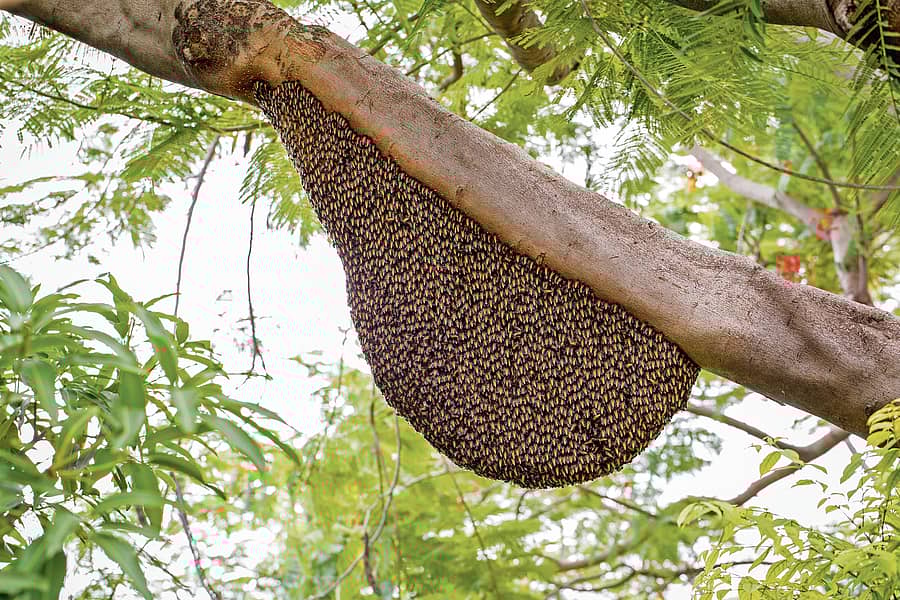 ಜೇನುಗೂಡು