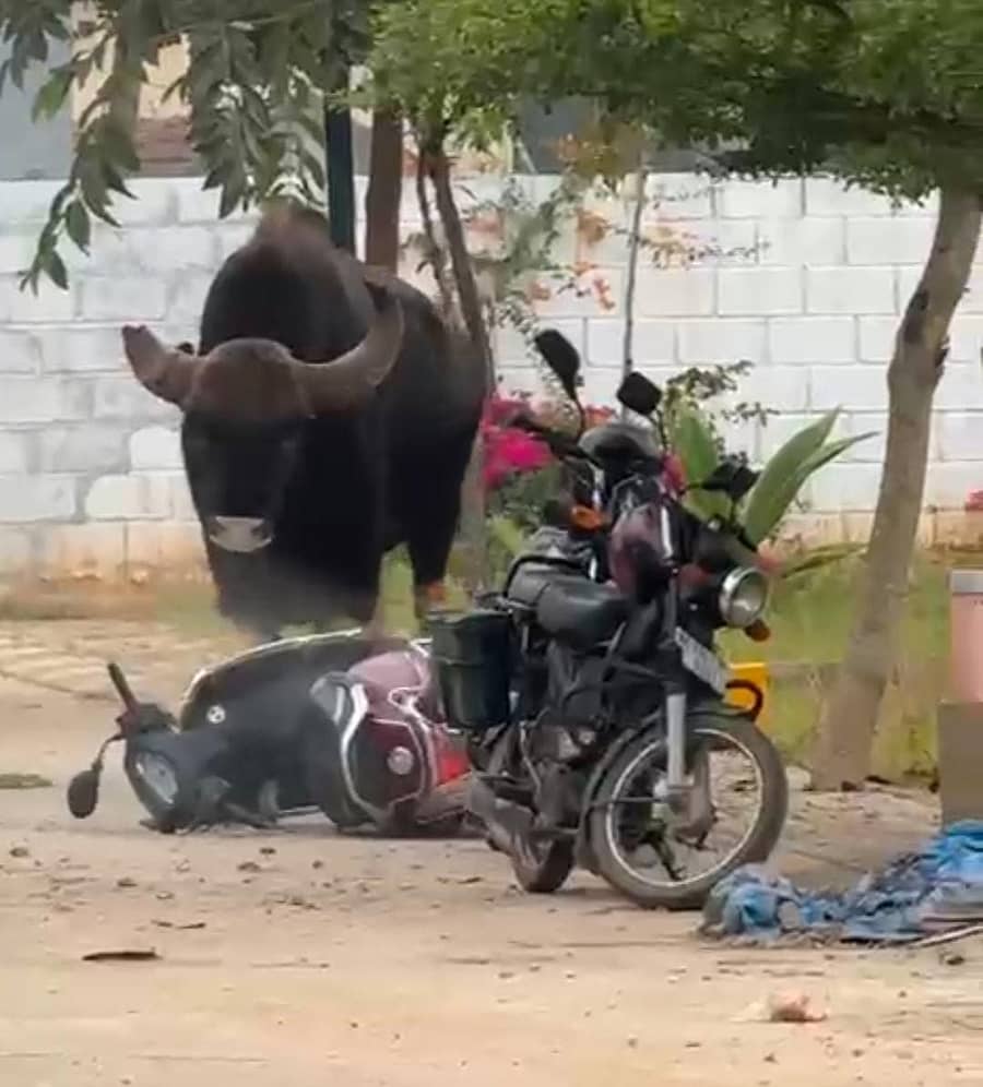 ಆನೇಕಲ್‌ ತಾಲ್ಲೂಕಿನ ಕಮ್ಮಸಂದ್ರದಲ್ಲಿ ಕಾಣಿಸಿಕೊಂಡ ಒಂಟಿ ಕೊಂಬಿನ ಕಾಡೆಮ್ಮೆ 