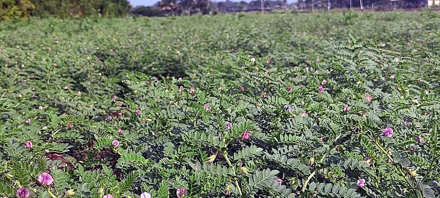ಯಳಂದೂರು ತಾಲ್ಲೂಕಿನ ಹೊನ್ನೂರು-ಸಂತೇಮರಹಳ್ಳಿ ರಸ್ತೆಯ ಹೊರವಲಯದಲ್ಲಿ ಈಚೆಗೆ ಸುರಿದ ಮಳೆಗೆ ಕಡಲೆ ಬೆಳೆ ಸಮೃದ್ಧವಾಗಿ ಅರಳಿರುವುದು