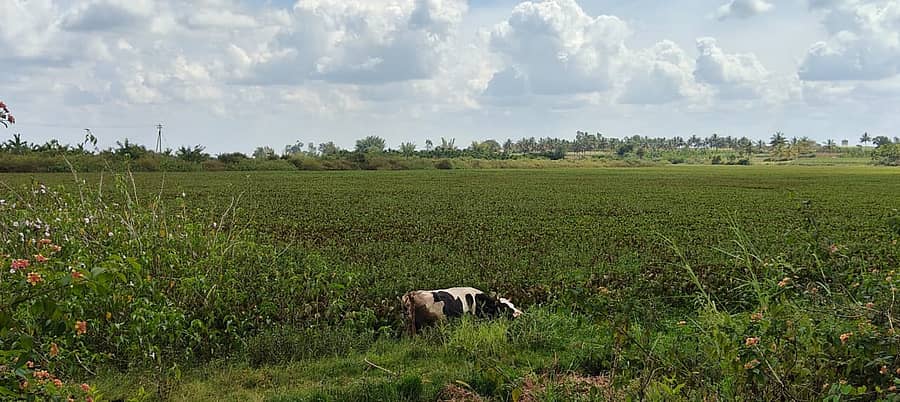 ಕಲುಷಿತ ನೀರಿನ ನಡುವೆ ಜೊಂಡು ಬೆಳೆದಿರುವ ಅಂಬಳೆ ಕೆರೆ