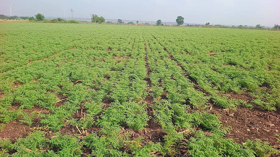 ಜಗಳೂರು ಗೊಲ್ಲರಹಟ್ಟಿಯಲ್ಲಿ ಬೆಳೆದಿರುವ ಕಡಲೆ ಬೆಳೆ