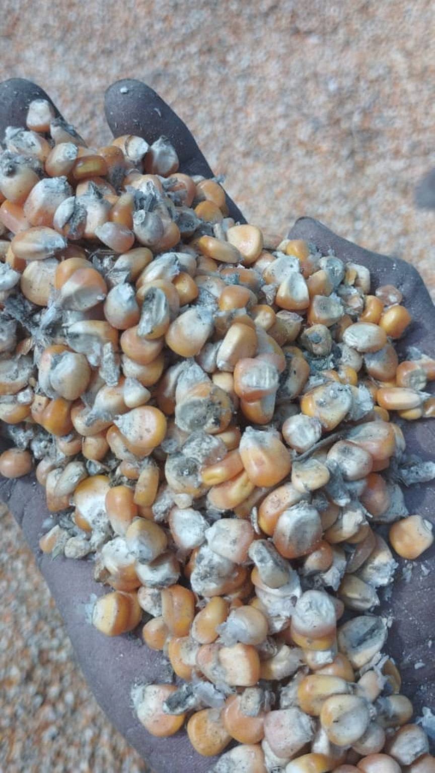 ತೇವಾಂಶದಿಂದ ಹಾಳಾಗಿರುವ ಮೆಕ್ಕೆಜೋಳ