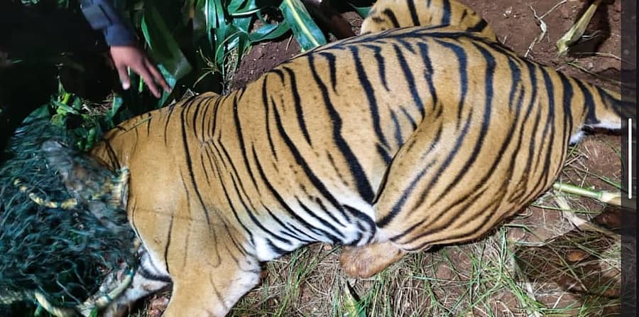 ಹುಣಸೂರು ತಾಲ್ಲೂಕಿನ ಗುರುಪುರ ಪಂಚಾಯಿತಿ ವ್ಯಾಪ್ತಿಯ ಗೌಡನಕಟ್ಟೆ ಎಂಬಲ್ಲಿ ಶುಕ್ರವಾರ ನಸುಕಿನಲ್ಲಿ ಅರಣ್ಯ ಇಲಾಖೆ ಕಾರ್ಯಾಚರಣೆ ವೇಳೆ  10 ವರ್ಷದ ಹೆಣ್ಣು ಹುಲಿಗೆ ಅರವಳಿಕೆ ನೀಡಿ ಸೆರೆ ಹಿಡಿಯಲಾಯಿತು