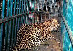 <div class="paragraphs"><p>ಸಾಂದರ್ಭಿಕ ಚಿತ್ರ</p></div>