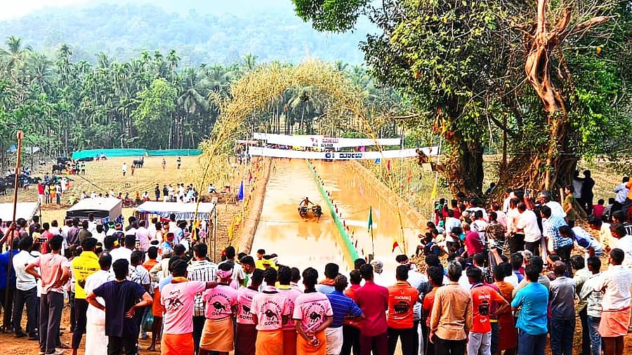 ಬೈಂದೂರು ಸಮೀಪದ ಎಲ್ಲೂರಿನಲ್ಲಿ ಸಾಂಪ್ರದಾಯಿಕ ಕಂಬಳ ವೀಕ್ಷಣೆಗೆ ಸೇರಿದ್ದ ಜನಸಮೂಹ