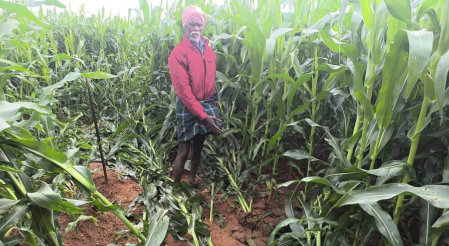 ಹನೂರು ತಾಲೂಕಿನ ಪಿ.ಜಿ ಪಾಳ್ಯ ಗ್ರಾಮ ಪಂಚಾಯಿತಿ ವ್ಯಾಪ್ತಿಯ ಕುಡುವಾಳೆ ಗ್ರಾಮದ ಕಣ್ಣಮ್ಮ ಎಂಬುವವರ ಜಮೀನಿಗೆ ಕಾಡಾನೆಗಳು ನುಗ್ಗಿ ಫಸಲನ್ನು ಹಾಳು ಮಾಡಿರುವುದು.