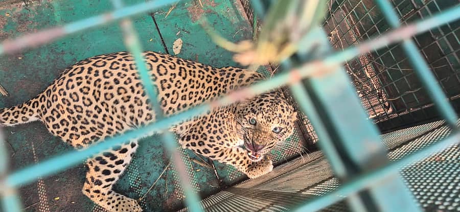 <div class="paragraphs"><p>ಗ್ರಾಮದ ಸಮೀಪ ಅಂಜನಾದ್ರಿ ಬೆಟ್ಟದ ಪಾದಗಟ್ಟೆಗೆ ತೆರಳುವ ಮಣ್ಣಿನ ರಸ್ತೆಯಲ್ಲಿನ ಸಣ್ಣ ಬೆಟ್ಟದಲ್ಲಿ ಅರಣ್ಯ ಇಲಾಖೆ ಇರಿಸಿದ ಬೋನಿಗೆ ಚಿರತೆಯೊಂದು ಬಿದ್ದಿರುವುದು</p></div>