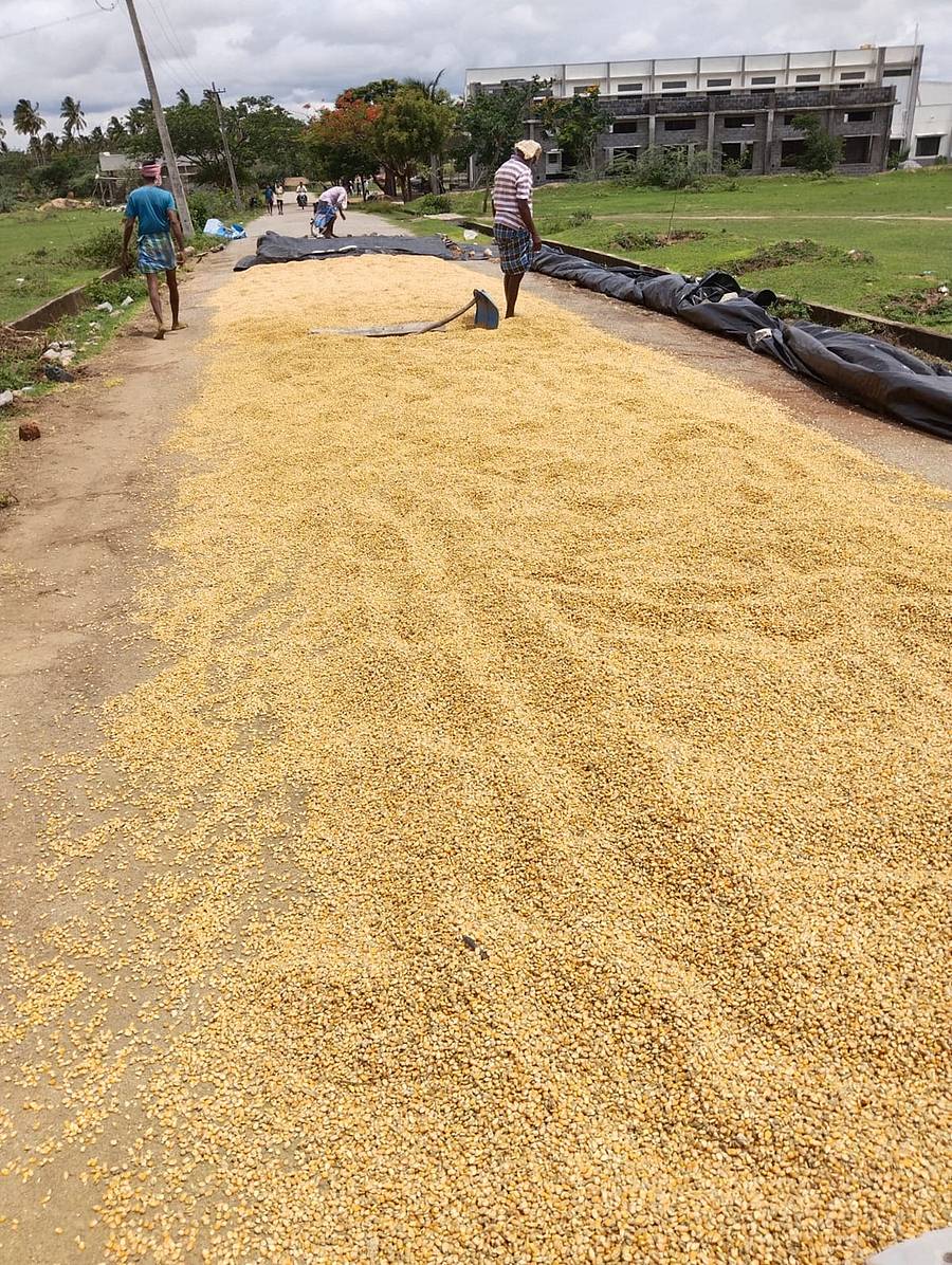 ಲಕ್ಷ್ಮೇಶ್ವರ ತಾಲ್ಲೂಕಿನ ರೈತರು ಮೆಕ್ಕೆಜೋಳ ಹಾಳಾಗುವುದನ್ನು ತಡೆಯಲು ರಸ್ತೆಯಲ್ಲೇ ಒಣಗಿಸುತ್ತಿರುವುದು.