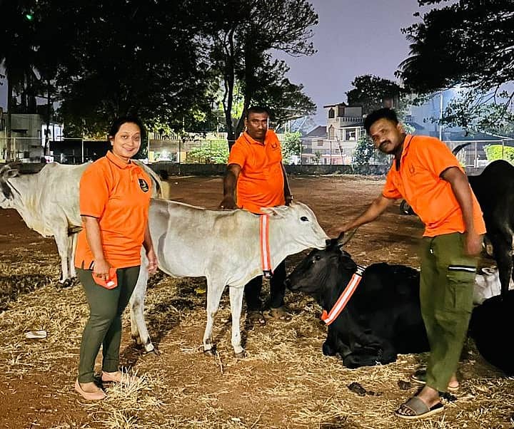 <div class="paragraphs"><p>ಬೆಳಗಾವಿಯಲ್ಲಿ ಗುರುವಾರ ಪಹಿ ವೈಬ್ಸ್ ಫೌಂಡೇಷನ್‌ ವತಿಯಿಂದ ಬಿಡಾಡಿ ದನಗಳ ಸುರಕ್ಷತೆಗಾಗಿ ಅವುಗಳ ಕೊರಳಲ್ಲಿ ‘ರಿಫ್ಲೆಕ್ಷನ್‌ ಬೆಲ್ಟ್‌’ಗಳನ್ನು ಅಳವಡಿಸಲಾಯಿತು</p></div>