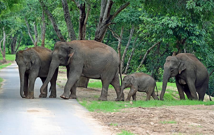 ಬನ್ನೇರುಘಟ್ಟ ರಾಷ್ಟ್ರೀಯ ಉದ್ಯಾನ