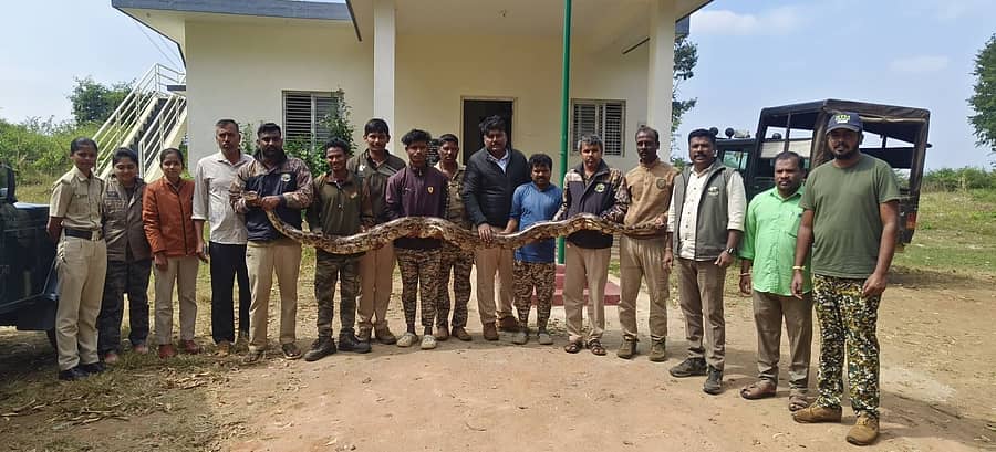 ಹುಣಸೂರು ತಾಲ್ಲೂಕಿನ ನಾಗಾಪುರ ಪುನರ್ವಸತಿ ಕೇಂದ್ರ ಬ್ಲಾಕ್ ಎರಡರ ನಿವಾಸಿ ಗೀತಾ ಅವರ ಹೊಲದಲ್ಲಿ ಶನಿವಾರ ಕಾಣಿಸಿದ ಹೆಬ್ಬಾವವನ್ನು ವೀರನಹೊಸಹಳ್ಳಿ ವಲಯದ ಅರಣ್ಯ ಸಿಬ್ಬಂದಿ ಹಿಡಿದು ಅರಣ್ಯಕ್ಕೆ ಸುರಕ್ಷಿತವಾಗಿ ಸೇರಿಸಿದರು