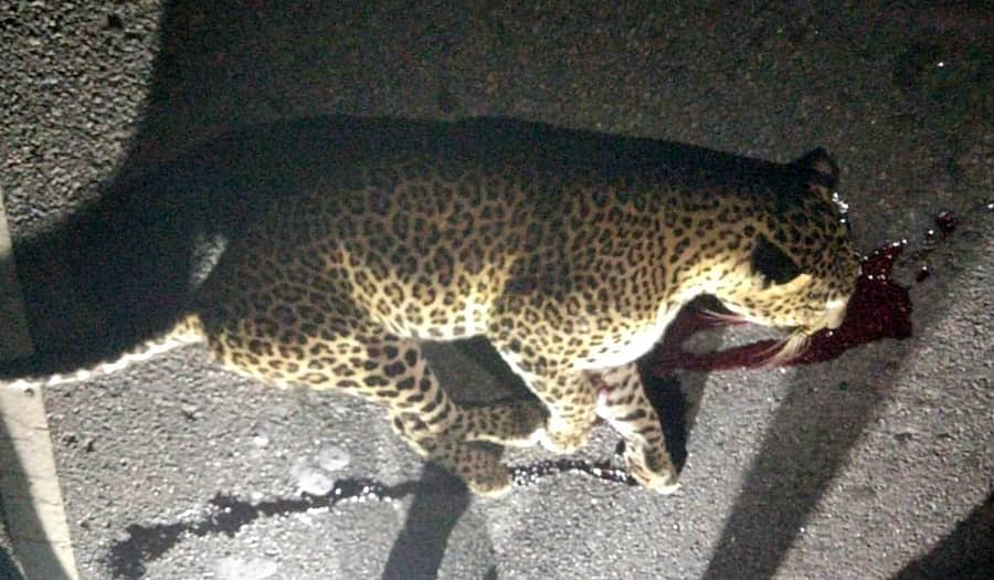 ಶ್ರೀರಂಗಪಟ್ಟಣ ತಾಲ್ಲೂಕಿನ ಗೌಡಹಳ್ಳಿ ಗೇಟ್ ಬಳಿ ವಾಹನ ಡಿಕ್ಕಿಯಿಂದ ಚಿರತೆ ಮೃತಪಟ್ಟಿರುವುದು