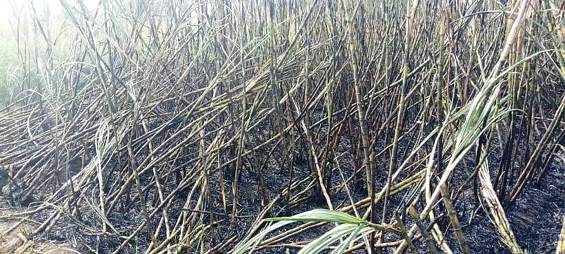 29ಸಿಡಿಎನ್02 ಚಡಚಣ ಸಮೀಪದ ಉಮರಾಣಿ ಗ್ರಾಮದಲ್ಲಿ ಶನಿವಾರ ಶಾರ್ಟ್ ಸರ್ಕಿಟ್ ನಿಂದ ರಾಜು ವಾಘಮೋರೆ ಎಂಬುವವರ ಎರಡು ಎಕರೆ ಕಬ್ಬಿನ ಗದ್ದೆಗೆ ಬೆಂಕಿ ತಗುಲಿದ್ದರಿಂದ ಕಬ್ಬು ಸುಟ್ಟು ಕರಕಲಾಗಿರುವದು