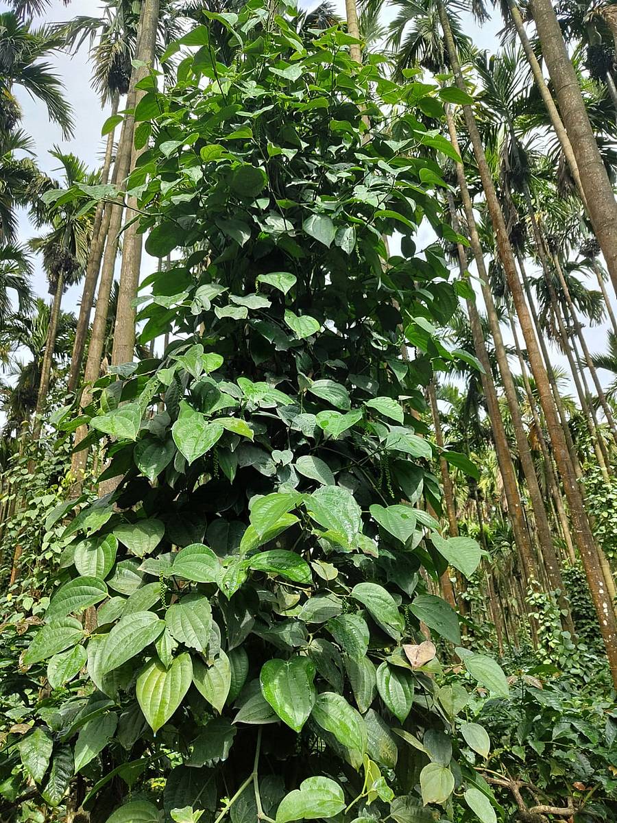 ಫಸಲೇ ಇಲ್ಲದ ಮೆಣಸಿನ ಬಳ್ಳಿ
