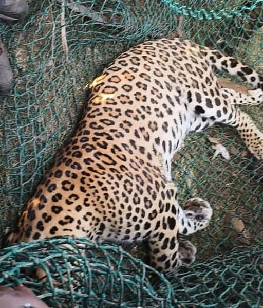 ಮೃತಪಟ್ಟಿರುವ ಚಿರತೆ