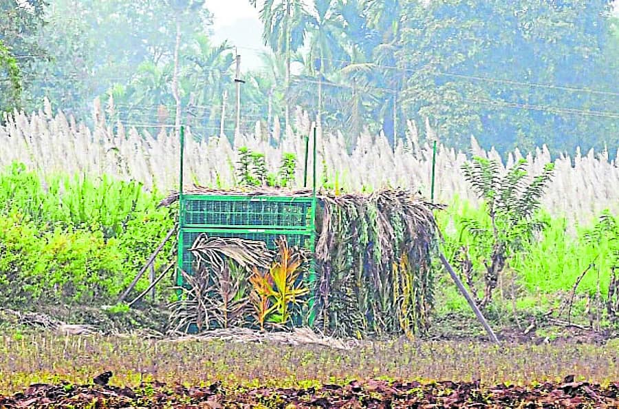 <div class="paragraphs"><p>ಎಚ್.ಡಿ. ಕೋಟೆ ತಾಲ್ಲೂಕಿನ ಹೊಸಹೊಳಲು ಗ್ರಾಮದಲ್ಲಿ ಜಾನುವಾರುಗಳನ್ನು ಆಗಾಗ್ಗೆ ಬೇಟೆಯಾಡುತ್ತಿದ್ದ ಹುಲಿ ಸೆರೆಗೆ ಅರಣ್ಯ ಇಲಾಖೆ ಶುಕ್ರವಾರ ಬೋನು ಇರಿಸಿ ಕಾರ್ಯಾಚರಣೆ ಆರಂಭಿಸಿದೆ</p></div>