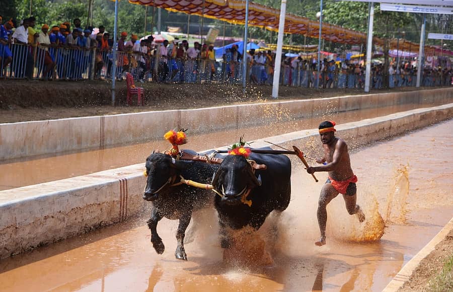 ಕಂಬಳ ಓಟದ ನೋಟ