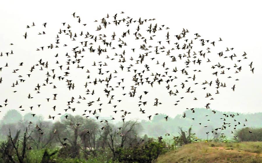 <div class="paragraphs"><p>ಹಗರಿಬೊಮ್ಮನಹಳ್ಳಿ ಸಮೀಪದ ಚಿಂತ್ರಪಳ್ಳಿ ಕೆರೆಯ ಬಳಿ ರೋಸಿ ಸ್ಟಾರ್ಲಿಂಗ್ ಹಕ್ಕಿಗಳ ಕಲರವ</p></div>