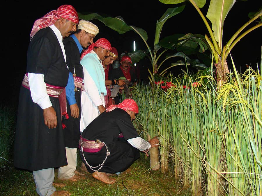 ಪುತ್ತರಿ ಹಬ್ಬದಂದು ಗದ್ದೆಗಳಲ್ಲಿ ಬತ್ತದ ಕದಿರು ಕತ್ತರಿಸುವ ಸಾಂಪ್ರದಾಯಿಕ ಆಚರಣೆ (ಸಂಗ್ರಹ ಚಿತ್ರ)