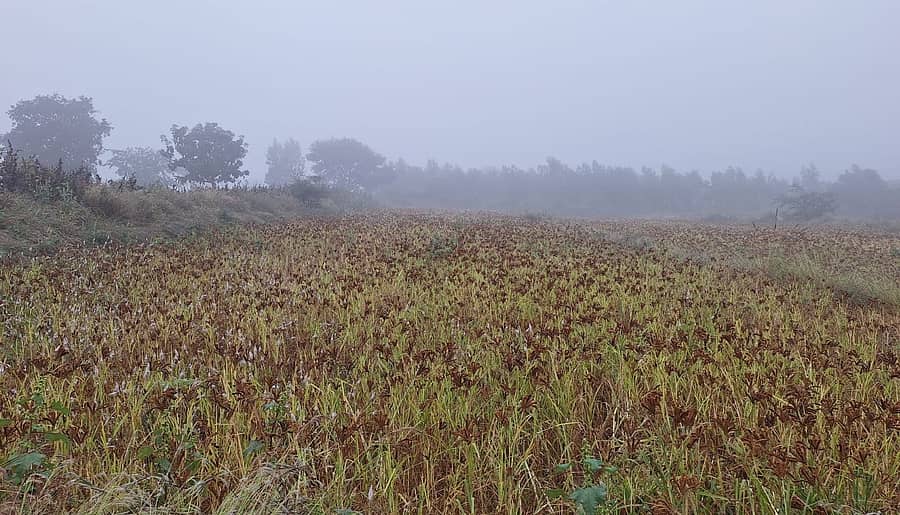 ದೊಡ್ಡಬಳ್ಳಾಪುರ ತಾಲ್ಲೂಕಿನಲ್ಲಿ ದಿತ್ವಾ ಚಂಡಮಾರುತದಿಂದ ರಾಗಿ ಬೆಳೆ ನೆಲಕಚ್ಚಿರುವುದು