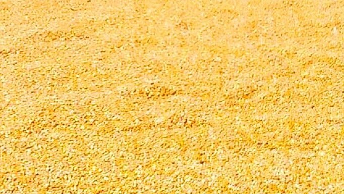 Maize Crop: ಮೆಕ್ಕೆಜೋಳ ಖರೀದಿಸುವಂತೆ ಡಿಸ್ಟಿಲರಿಗಳಿಗೆ ಆದೇಶ: ಇಂದಿನಿಂದಲೇ ...